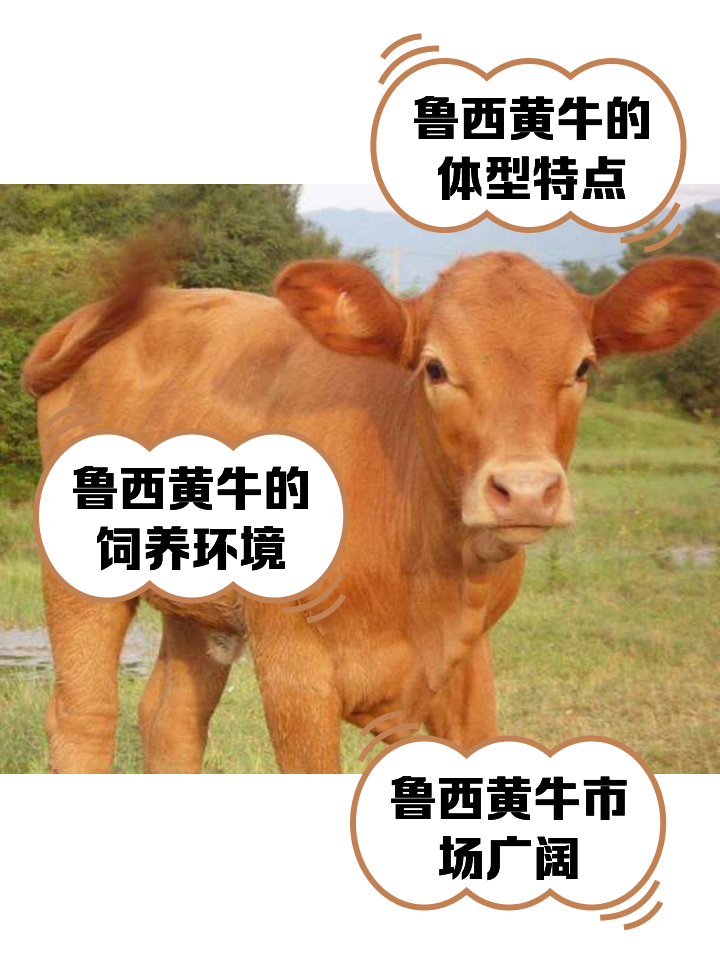 怒江最新医保取现黄牛方法分析(最方便真实的怒江医保取现黄牛怎么取方法)